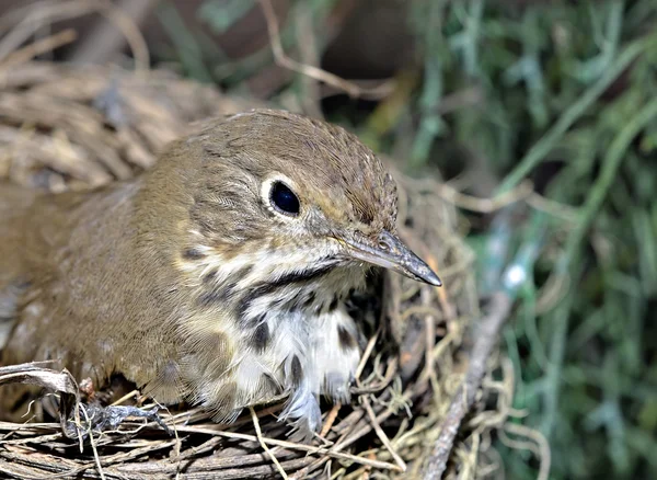 Pássaro no ninho — Fotografia de Stock