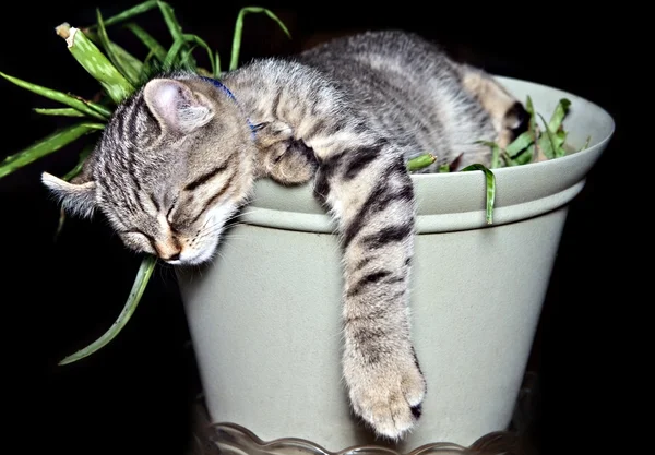 Gatinho na planta — Fotografia de Stock