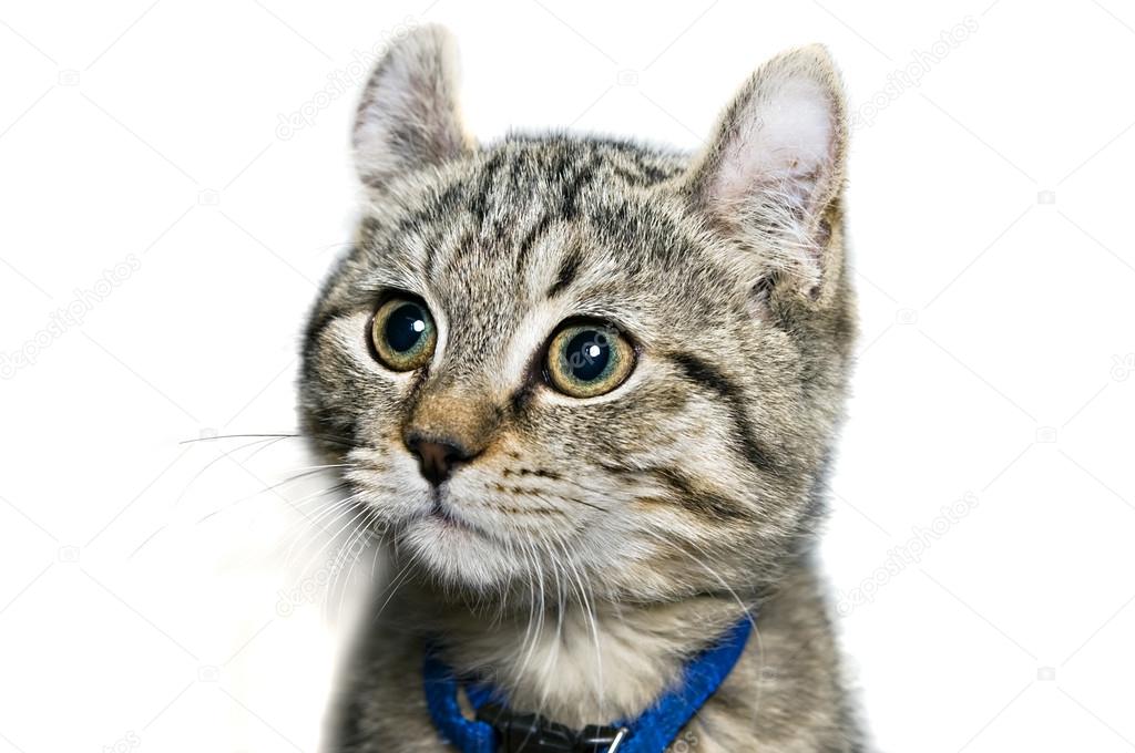 Highland Lynx Tabby Kitten — Stock Photo © noonie #19782607