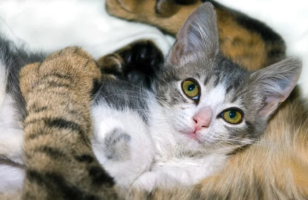 안전 하 고 사랑을 느끼는 고양이 — 스톡 사진