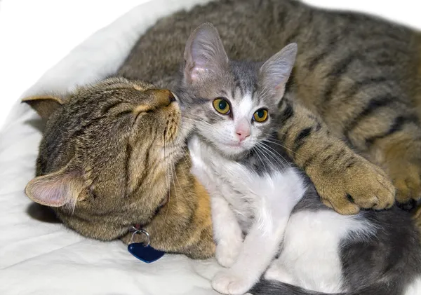 Dos gatos adorables —  Fotos de Stock