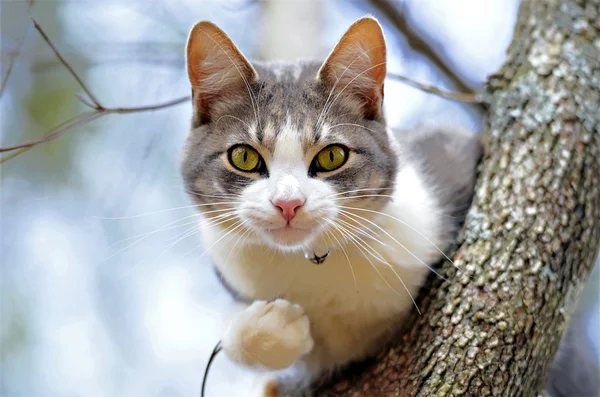 Gato sentado en un árbol — Foto de Stock