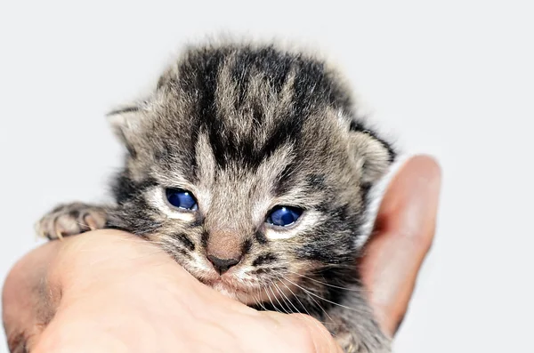 Liten kattunge i en hand — ストック写真
