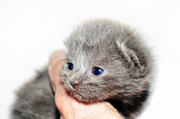 小さな灰色の子猫 — ストック写真