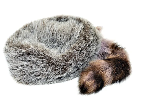 Raccoon Skin Cap — Stock Photo, Image