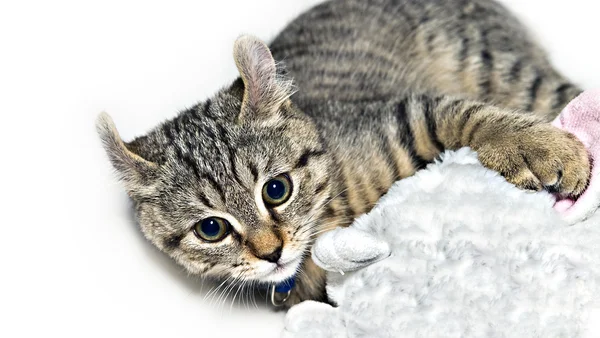 遊ぶ子猫 — ストック写真