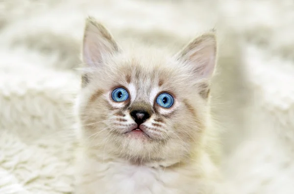 Gatinho bonito de olhos azuis — Fotografia de Stock