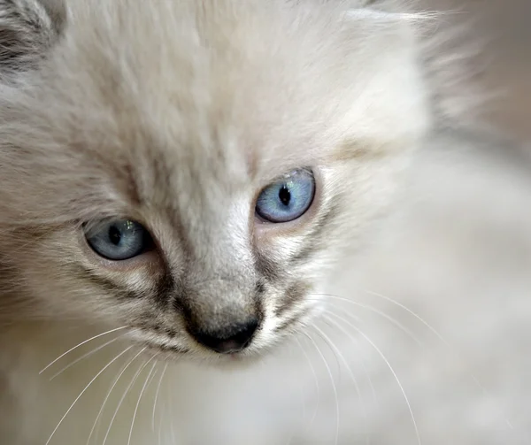 Mavi gözlü yavru kedi — Stok fotoğraf