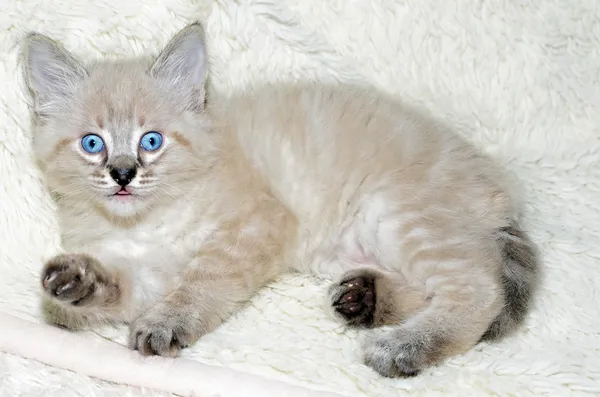 Bela gatinho de olhos azuis — Fotografia de Stock