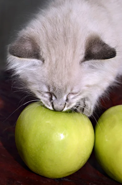 Kitten and an Apple — Stock Photo, Image