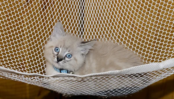 Χαριτωμένο γατάκι σε μια αιώρα — Φωτογραφία Αρχείου