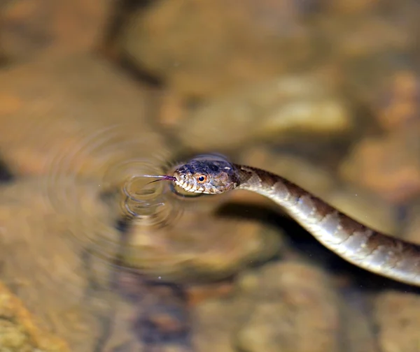 蛇在水中 — 图库照片
