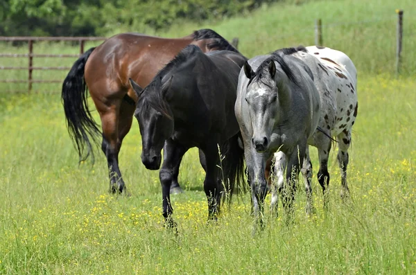 Четыре лошади на пастбище — стоковое фото