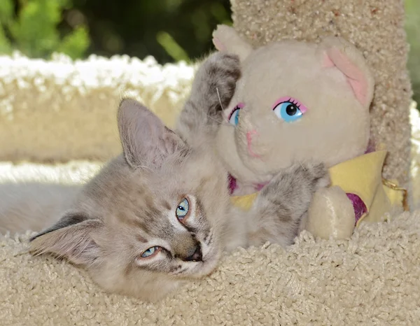 Kitten and Stuffed Animal — Stock Photo, Image