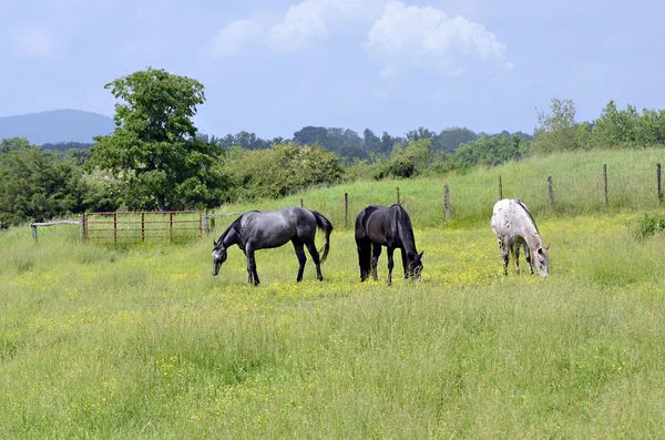Лошади пасутся на пастбище с воротами — стоковое фото
