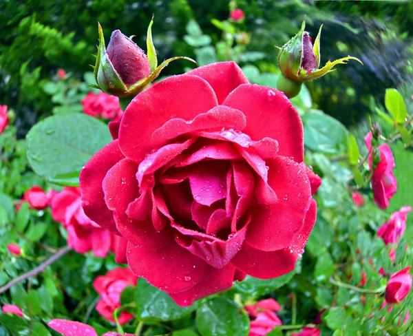 Мокрые розы в саду — стоковое фото