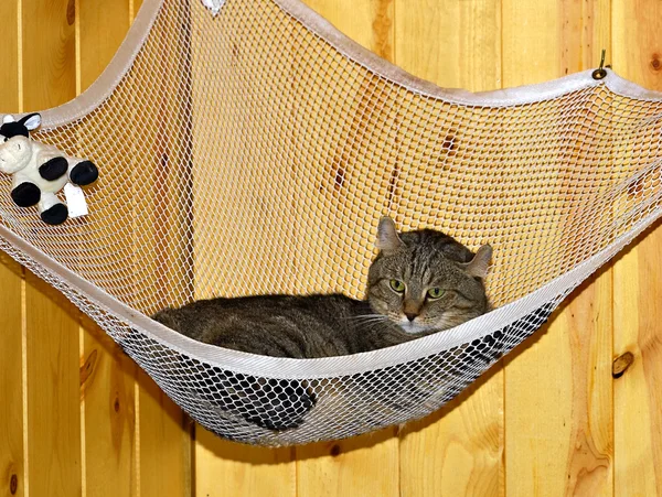 Highland Lynx Cat in Hammock — Stock Photo, Image