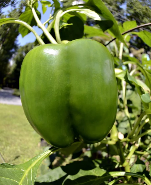 Green Bell Pepper Growing in a Garden — Stock Photo, Image