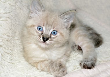 blues gözlü sevimli kedi yavrusu