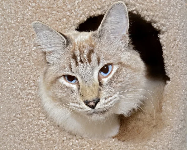 Μπλε eyed γάτα — Φωτογραφία Αρχείου