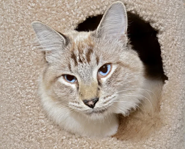 Blue Eyed Cat — Stock Photo, Image