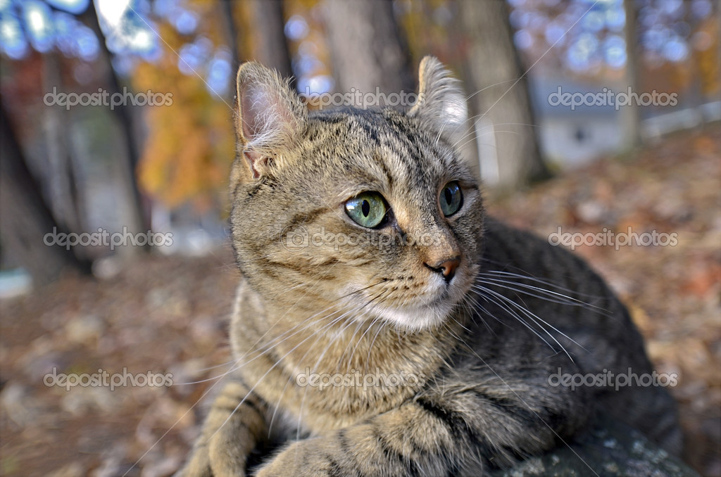 Cute Highlander Lynx Cat Outdoors — Stock Photo © noonie #35448865