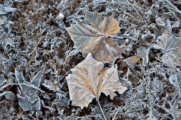 Frozen Leaves — Stock Photo, Image