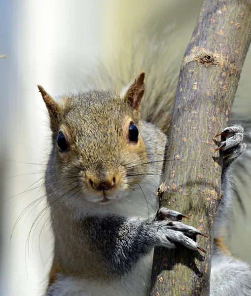 Squirrel on a Tree Limb — Stock Photo, Image