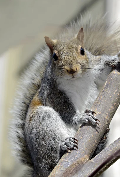 Squirrel on Branch of a Tree — Stock Photo, Image