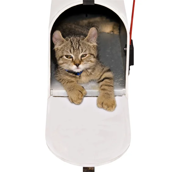 Kitten in a Mailbox — Stock Photo, Image