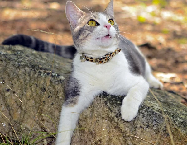 Lindo gatito en una roca — Foto de Stock