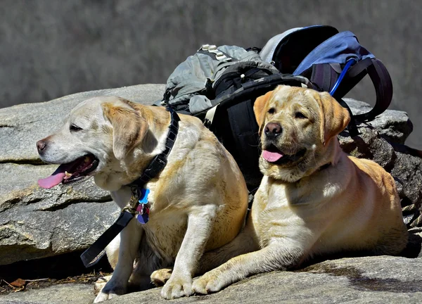 Уставшие собаки на пешеходной тропе — стоковое фото