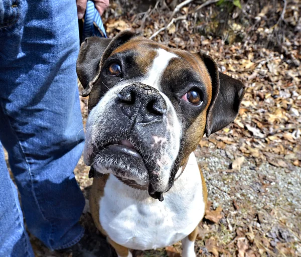 Boxer Expression — Stock Photo, Image