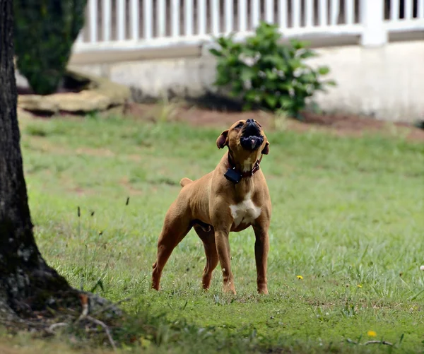 Hund im Hof bellt lizenzfreie Stockfotos