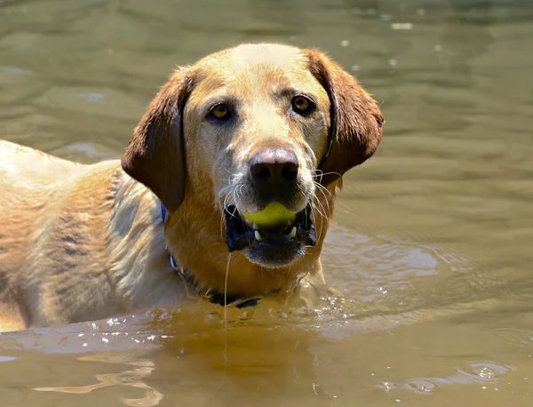 金毛猎犬在水中的球 — 图库照片