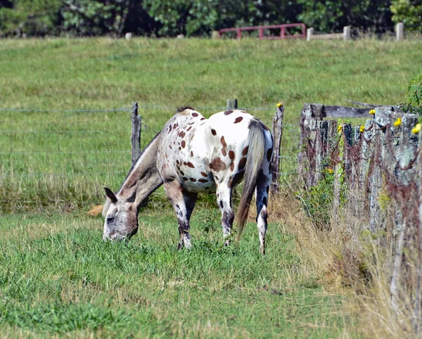 Cavalo em pasto — Fotografia de Stock