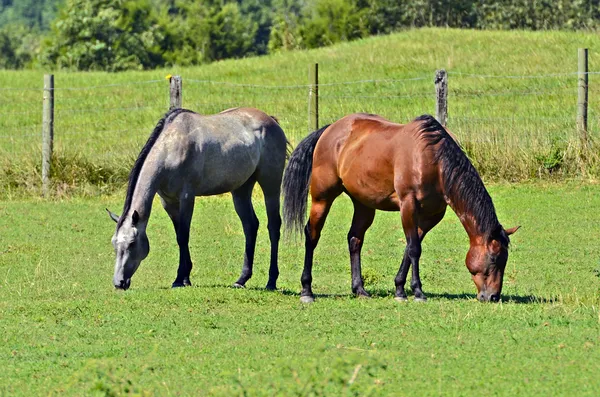 목초지에 있는 말들 — 스톡 사진