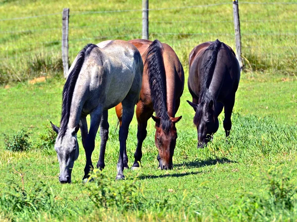 Tres Caballos Grazing — Foto de Stock