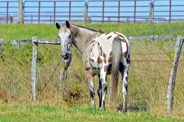 Pferd am Zaun blickt zurück — Stockfoto