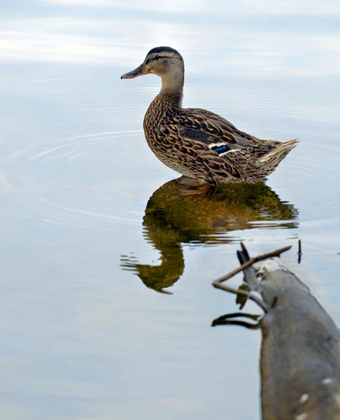 Pato de madera en el registro en el agua —  Fotos de Stock