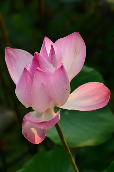 Lotus — Stok fotoğraf