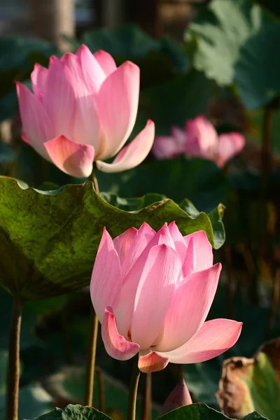 Lotus — Stockfoto