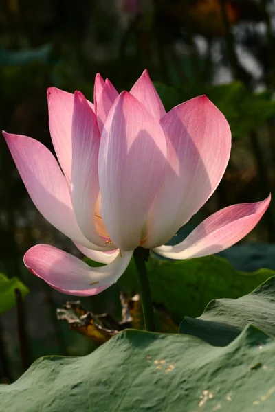 Lotus — Stockfoto