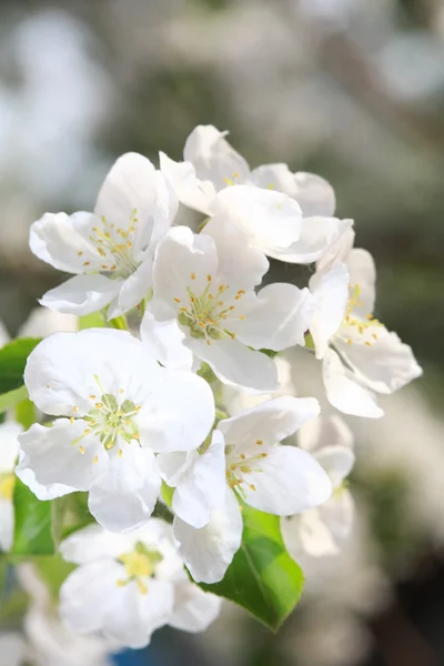 Яблунева квітка — стокове фото