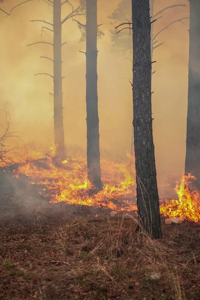 Waldbrand — Stockfoto