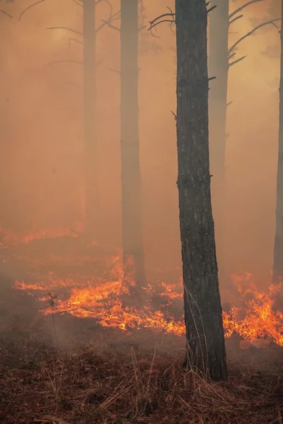 Skovbrand - Stock-foto