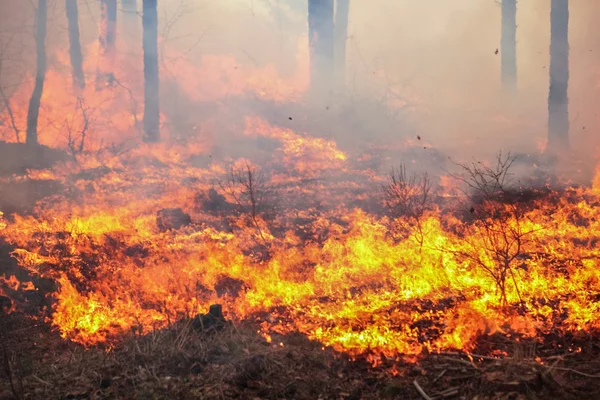 Feu de forêt — Photo