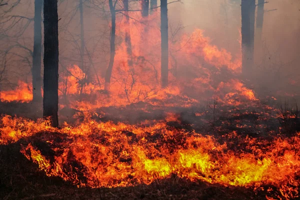 Forest fire — Stock Photo, Image