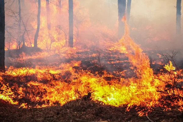 Forest fire — Stock Photo, Image