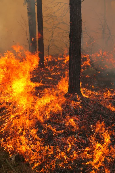 Feu de forêt — Photo